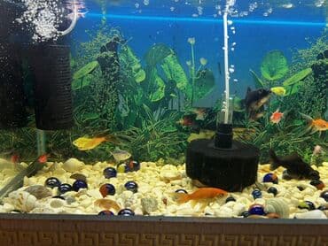 фильтр для аквариума: Dördbucaq akvarium, Balıqlarla birlikdə, 80 l — 4