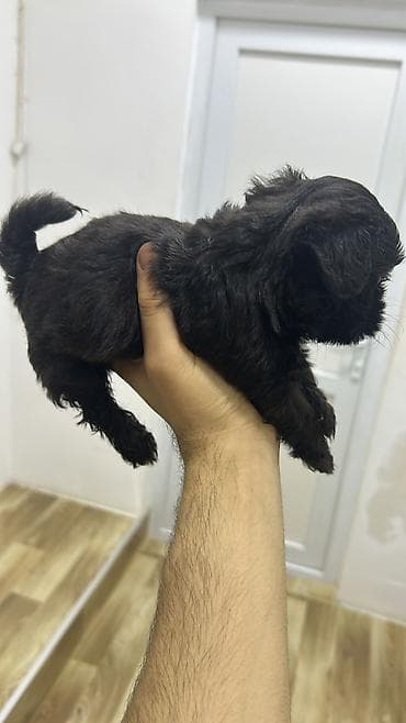 ilan dermani: Malta bolonka, 2 ay, Dişi, Peyvəndli, Pulsuz çatdırılma — 9