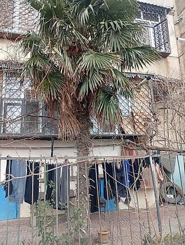 Tinglər: Satılır: Həyət üçün dekorativ palma ağacı - Növ: Fan formalı — 2