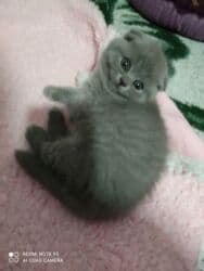 K/t heyvanları və malları: Şotland, Dişi, Ünvandan götürmə — 11