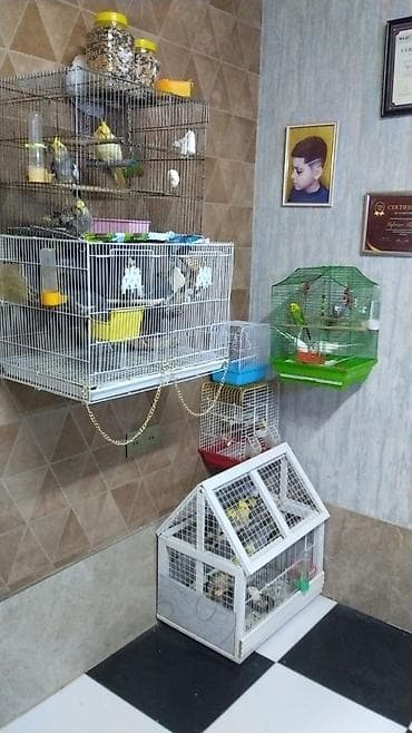 Quşlar: Papuqaylar biri 15 Azn erkey disi var korella 50-70 azn — 4