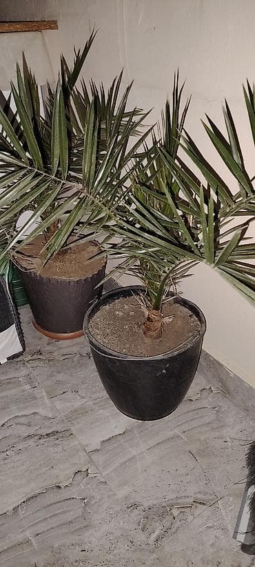 Saksıdakı palma bitkiləri - Növ: dekorativ xurma/palma (uzunsov, iti
