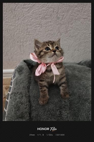 amerikan staf: Tabbi, Yaxşı əllərə — 1