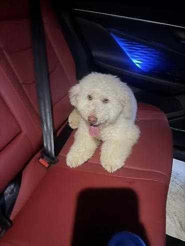 xaski it adlari: Pudel — 2