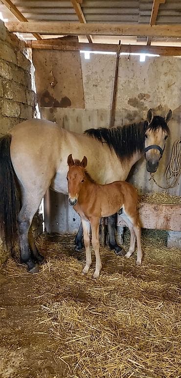 satılıq atlar: Məhşur adlı sanlı yorğa atların balasıdı.atası 60 anası 50 ə yaxın — 2