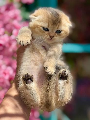 вислоухий шотландец котенок: Шотландская — 5