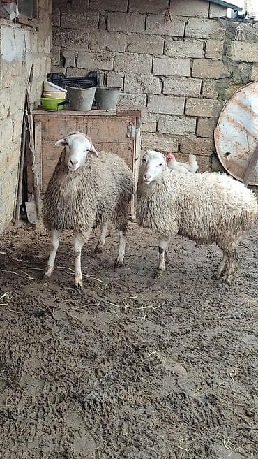 damaz: Kürdəxanıdadir Erkek di . Sağlam qurbana yararlı heyvandir. Yeddinci — 5