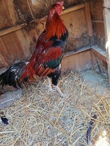 kend toyuqlari: Uzun Ayaq Heyrati dalaşqan xoruzu 1 il 9 aylıqdi mahmizida cixib yeni — 2