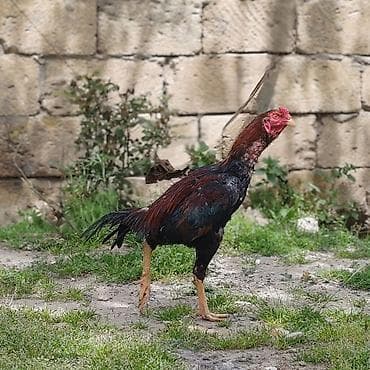 döyüş xoruzu: Salam Aleykum. Allah hamının malına bərəkət versin. Saf qan beçə 9 — 2