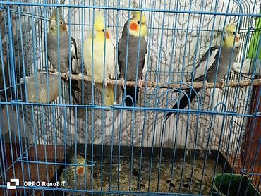 Попугаи: Qefes qarisiq satram salam 2cutdu 1de tek disidi tam saqlam quslardi — 3