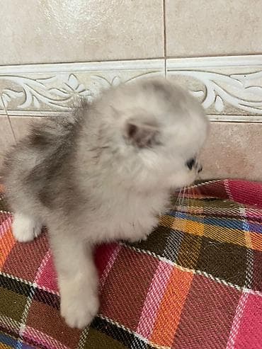 it ucun evler: Gözəl uzun tüklü balaca pişik balası - Cins: uzun tüklü, yastı — 6