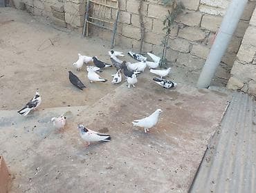 pisik ag: Salam tam sağlam heyvanlardı 20 dənə heyvandı içndə hər nişan heyvan — 9