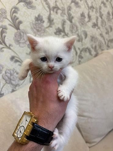 heyvan geyimi: Britan, Erkək, Dişi, Yaxşı əllərə, Pulsuz çatdırılma — 3