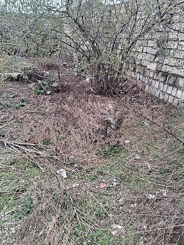 şıxovda torpaq sahəsi: 4 sot, Tikinti, Mülkiyyətçi, Kupça (Çıxarış) — 1