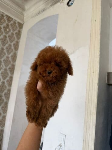 naxcivan heyvan elanlari: Pudel, 3 ay, Erkek, Peyvəndli, Ünvandan götürmə — 3