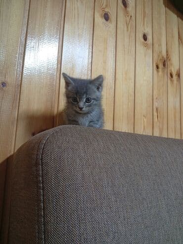 ağ pişik: В добрые руки — 1