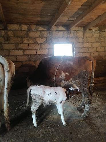 sudluk inək: Erkək balalı inək satılır. Təmiz simmental cinsidir.Balası da — 3