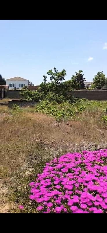 Novxanı sariqaya ətrafı ərazilerde 18 sot torpağ tecili satışa — 2