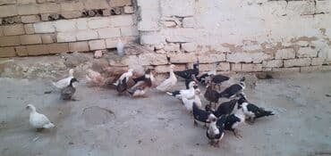 kayuqa ordek: Erkək, | Lal ördək, Ətlik — 3