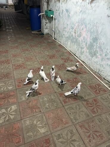 cins ineklerin qiymeti: Hoptavoy 10 manatdan tek ayri qiymetdi — 5