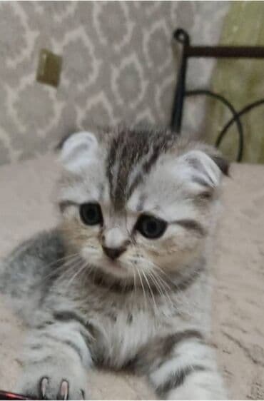 Yaxşı əllərə, Ünvandan götürmə