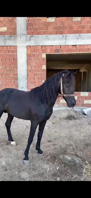 Rengi zil qara boy.1.44-1.45 yorgasina soz ola bilmez 50-yə yaxin
