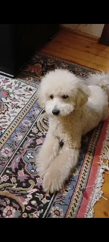 avçarka satılır: Pudel — 2