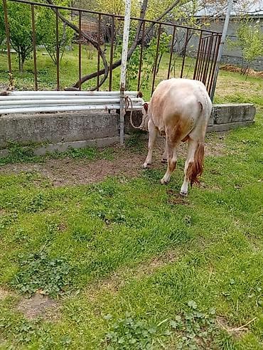 simental inek qiymeti: 7 aylıq erkək dana satıram 90 nan kox əti var sağlam yiyimgil maldı — 10