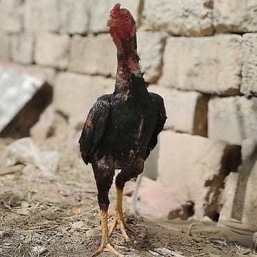 ağ heyratı: Salam 10 aylıqdır yapon cinsidir qan dəyişikliyi etmək istəyirəm deyə — 2