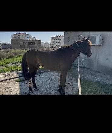 cuce satisi 2019: Yorğa nalsız 40 yeriyir erkək yaş 6 real alıcıya endirim olacaq at — 2