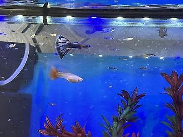 rottweiler satış: Sülhsevər, Ödənişli çatdırılma — 10