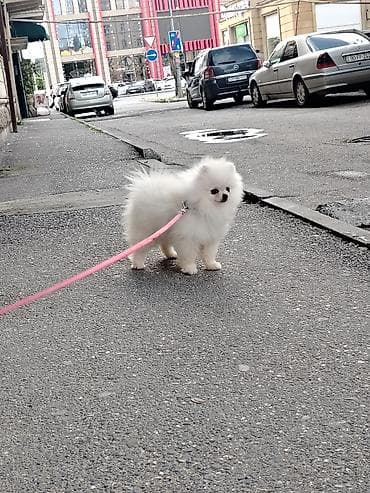 Собаки: Шпиц, 8 месяцев, Самка, С прививками, Платная доставка — 3