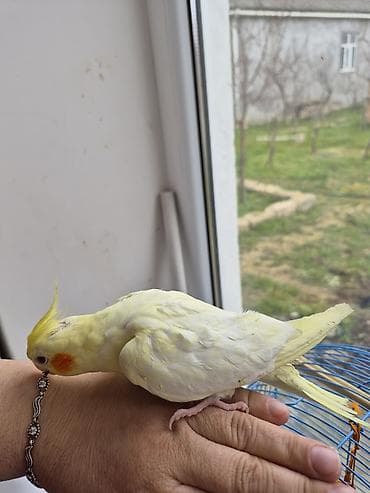 heyvan: Məhsul:7.8 aylıq dişi korella cütdə olmayıb tam sağlam ev quşdur əl — 5