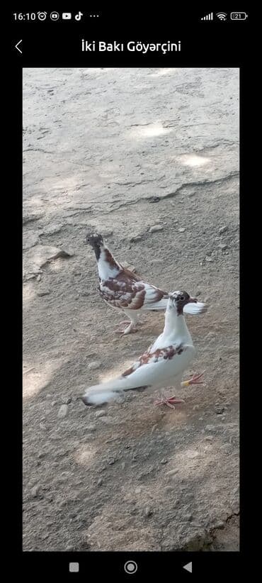 çöl quşu: Sağlam bala quşlar satılırqiymətdə razılaşmaq olar.Quşlar — 1