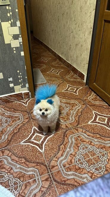 pomerian şpits: Шпиц, 1 год, Самец, Для вязки — 5