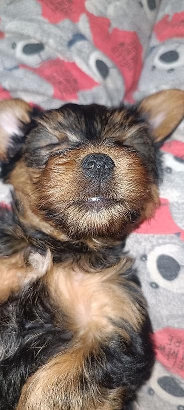 Heyvanlar üçün mallar: Məhsul: Yorkşir ter yer balası Qiymət: 400 AZN (şəkildə göstərilib) — 2