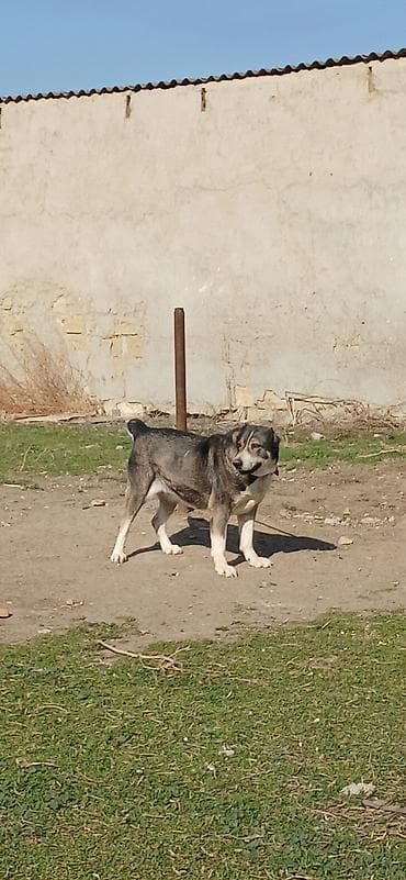 qız it adları: Qurdbasar, 2 il, Dişi — 9