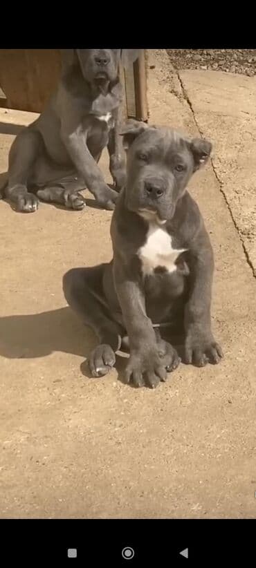 Gəmiricilər: Kane-Korso, 1 ay, Sənədli, Ünvandan götürmə, Pulsuz çatdırılma, Ödənişli çatdırılma — 7