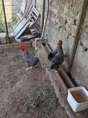 Məhsul: Xallı-boz rəngli toyuq və xoruzlar (yerli yumurta-et
