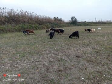 liqorin toyuqlari haqqinda melumat: Icinde bir heleb tekesi olmagla 20 bas dogar keci satilir. tam saglam — 5