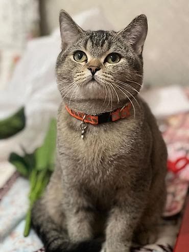 gencede it satisi: Britan — 1