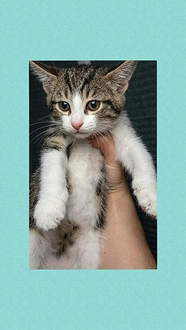 pişik 1 azn: Erkək, Yaxşı əllərə — 1