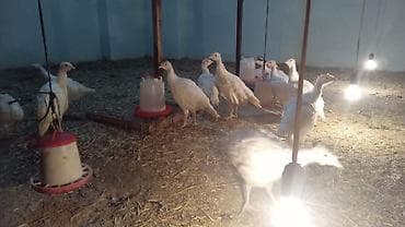 kend çolpası: Amerkan ve bronz hinduwqa balalari tam saglamdilar Təsvir: - Ağ — 2