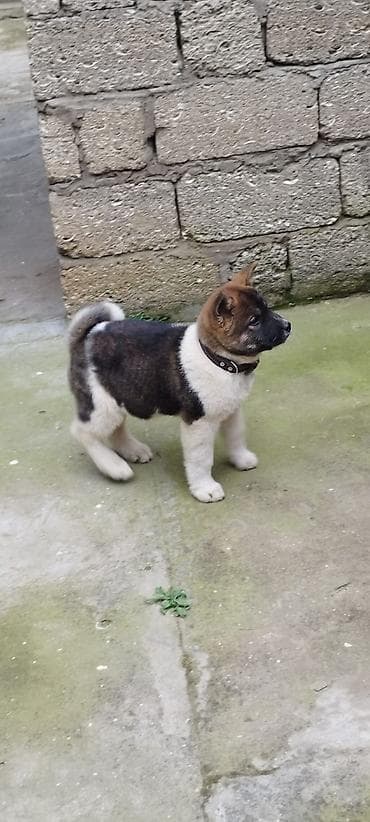 balaca it: Akita-inu, 4 ay, Dişi, Peyvəndli, Ödənişli çatdırılma — 2