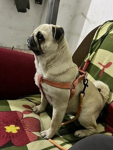 Птицы: Мопс, 2 года, Самка — 3