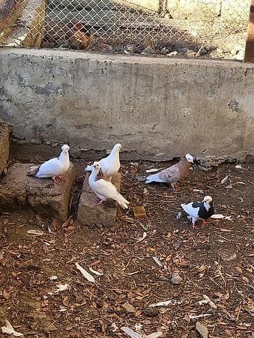 tap. az itler: Məhsul: Ev göyərçinləri sürüsü Təsvir: - Şəkillərdə müxtəlif rəng — 8