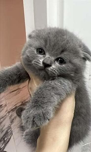 pişik şekileri: Şotland — 4