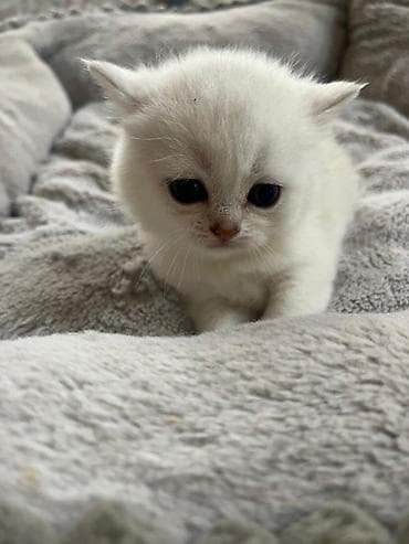 menks cinsli pişik: Şinşilla, Erkək, Dişi — 5