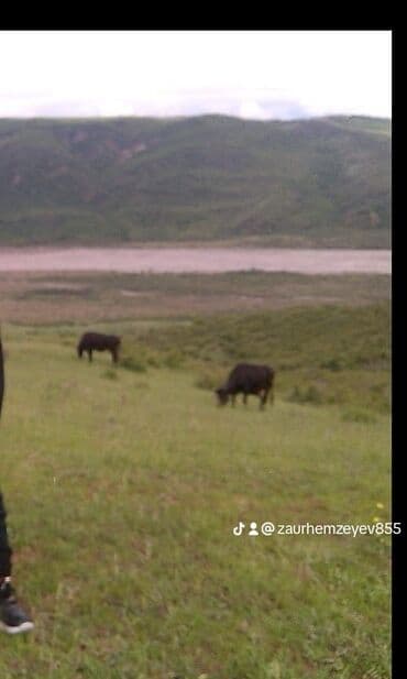 ismayıllıda satılan evlər: 6 otaqlı, 150 kv. m, Orta təmir — 26