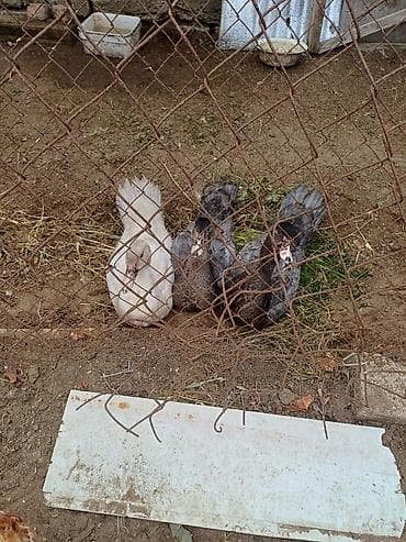 at satişi: Erkək, | Macar, Damazlıq, Ünvandan götürmə — 2